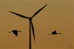 Windkrafträder - eine Gefahr für den Kranich?