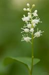 Zweiblättrige Schattenblume - Maianthemum bifolium