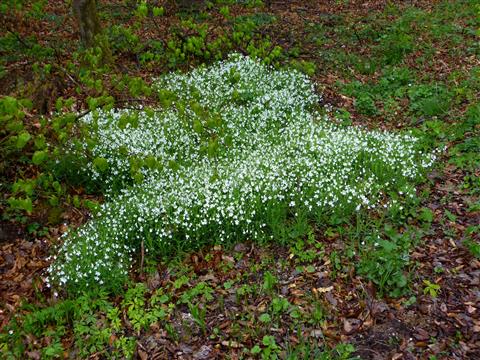 Waldhornkraut-Blumenbett im Wald