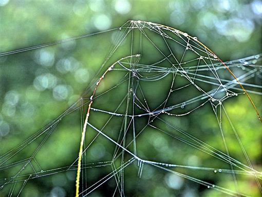 Spinnennetzwerk