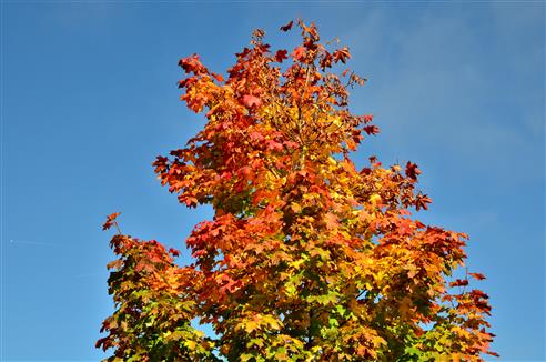 Ahorn-Herbst