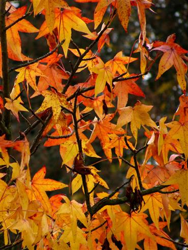 Amberbaum-Herbstfärbung