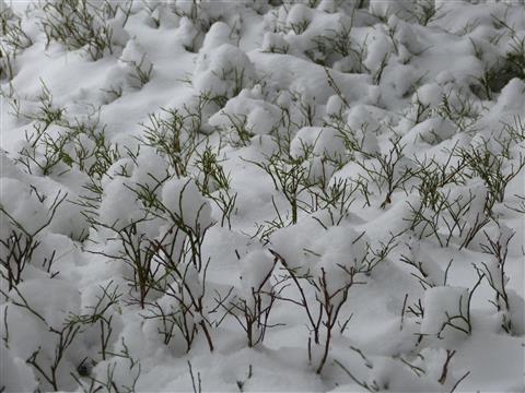 Schwarzbeersträucher im Schnee