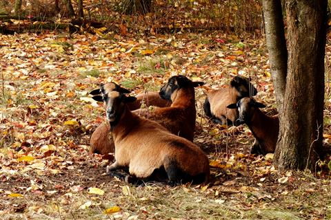 Herbstfärbung auch bei den Schafen
