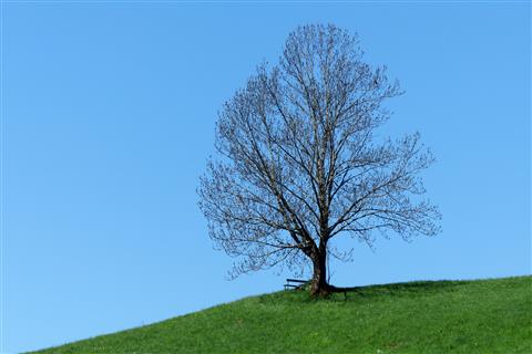 Landschaft prgender Baum