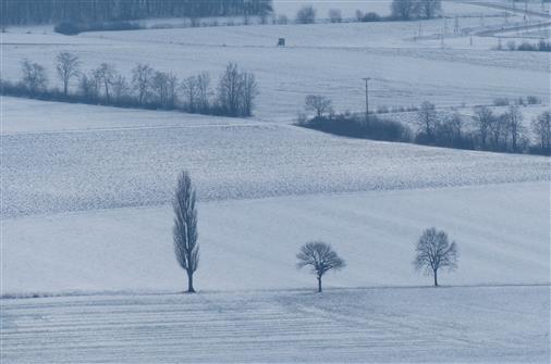 drei Bäume im Schnee