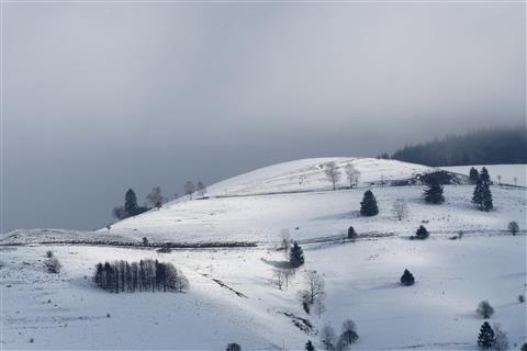 Schwarzwald in Weiß