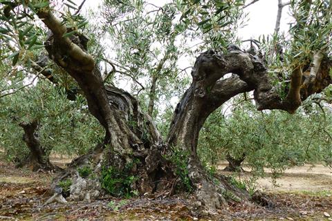 Alte Olive