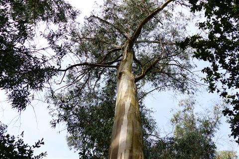 Eukalyptusbaum - kologische Katastrophe vor Ort