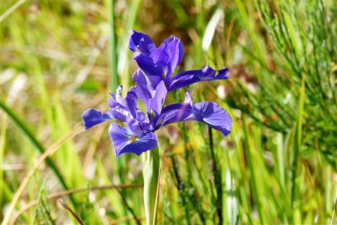 blhende blaue Iris