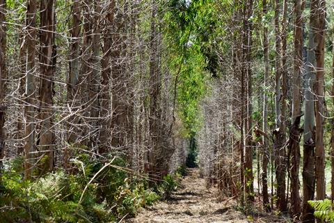 Eukalyptusplantagenwald