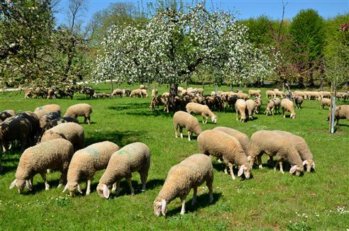 Triesdorf Schafe und Apfelblte-ein Traum