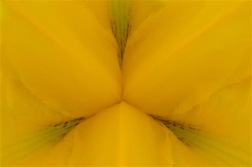 gelbe Schwertlilie Blütenboden