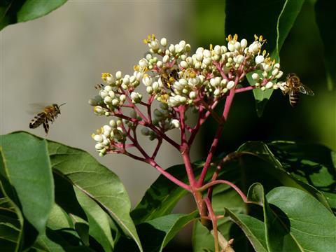 Bienen auf Bienenbaumblüten