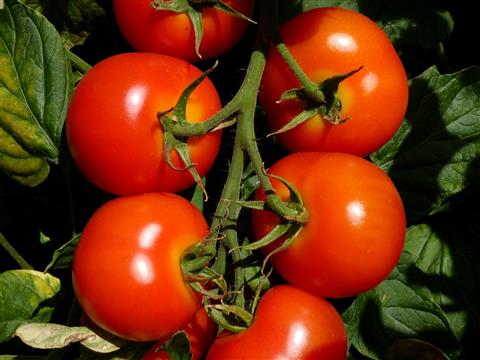 Sonnengereifte fränkische Tomaten