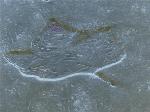 Blattabdruck im Eis
