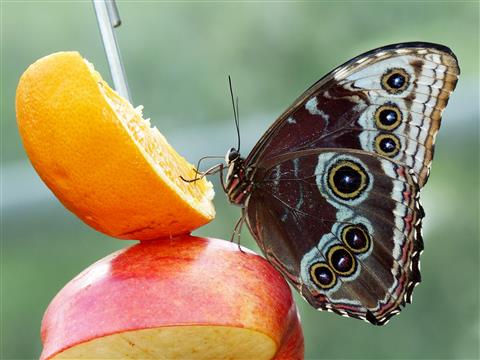 Wilhelma Stuttgart Schmetterling beim Naschen
