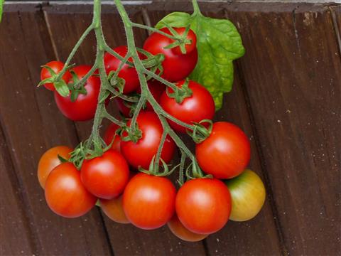 Eigenzucht-Tomaten