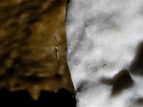 Höhlenschnake an einem Tropfstein tief in der Binghöhle