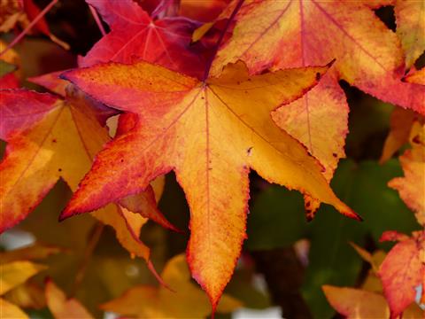 Amberbaum in Herbstfärbung