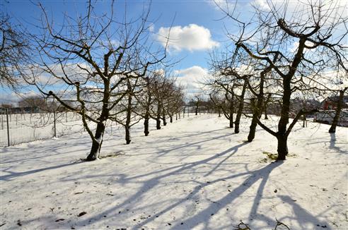 Kirschengarten im Schnee