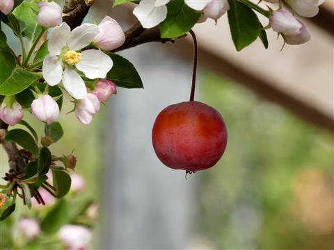 Ostern 2019 Apfel und Blüte an einem Bäumchen