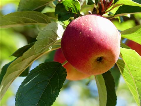 Einer der wenigen 2019er Äpfel in Triesdorf