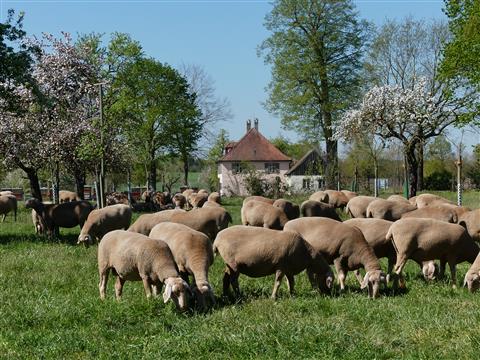 weidende Schafe an der Menagerie in Triesdorf