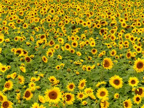 Späte Sonnenblumen