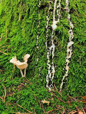 Pilz am Harzwasserfall