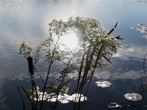 Sonne im Teich