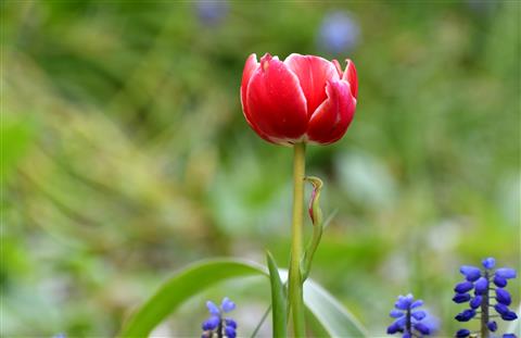Schönheit einer Tulpe