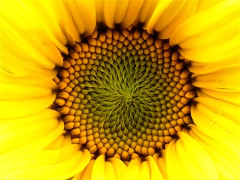 Blume der Sonne