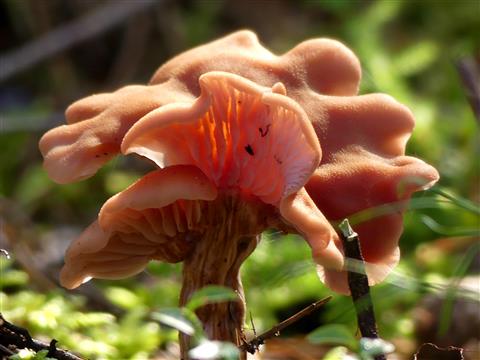 Pilze - unendlicher Farben- und Formenreichtum