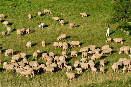 Schafe am Gelben Berg