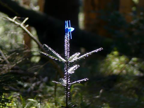 Blaulicht im Wald