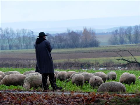 Schferin und Schafe bei Triesdorf