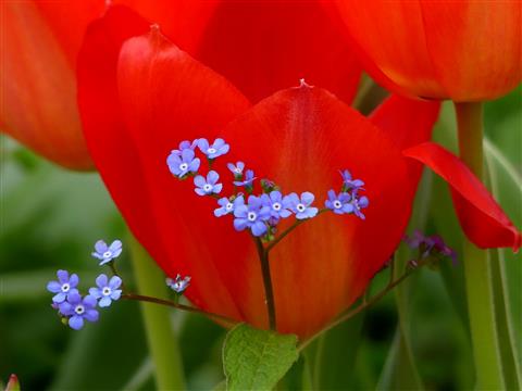 Rote Tulpe und Vergissmeinnicht