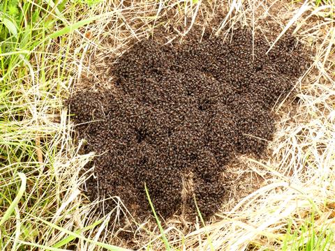 Ameisenvolk bei der Maikundgebung am 1. Mai