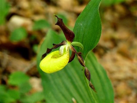 Frauenschuh-Orchidee im Wald bei Lichtenegg