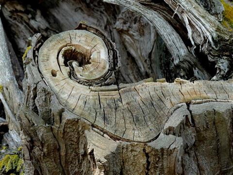 Natrliche Holzspirale