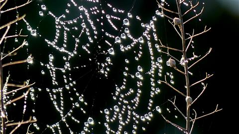 lichtdurchflutetes Tautropfenspinnennetz
