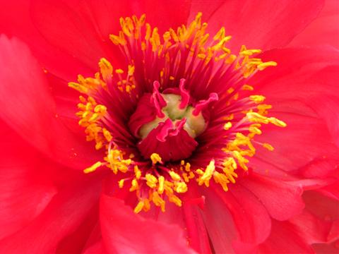 Blütenmittelpunkt einer roten Strauchpäonie