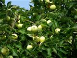 Jakobi- oder Kornäpfel - früher die ersten frischen Äpfel im Jahreslauf