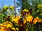 Bienen auf Sonnenbraut