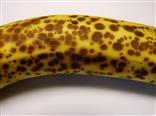 Leoparden-Banane