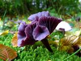 ein Pilz wie eine Blume - violetter Lacktrichterling