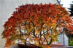 Herbstfarbener Essigbaum