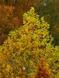 Platane-Herbstfärbung