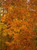 Rotbuche-Herbstfärbung